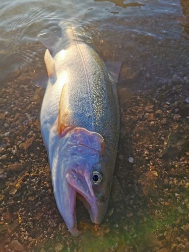 レインボートラウトの釣果