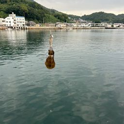 アオリイカ