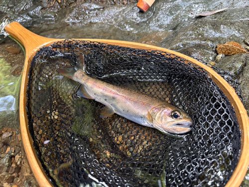 ヤマメの釣果