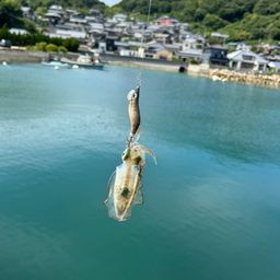 アオリイカ