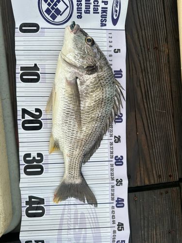 キビレの釣果