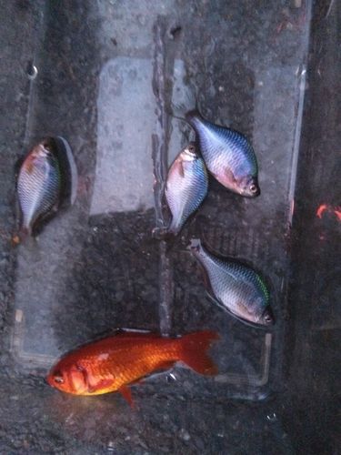 タイリクバラタナゴの釣果
