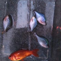 タイリクバラタナゴ