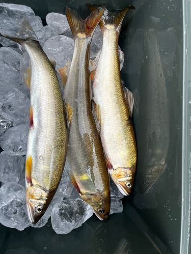 アユの釣果