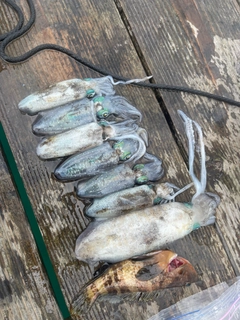 アオリイカの釣果