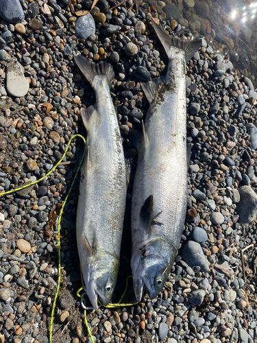 サケの釣果