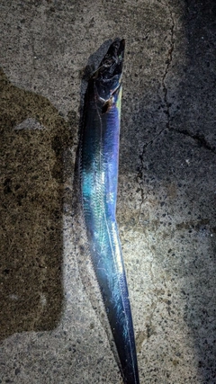 タチウオの釣果