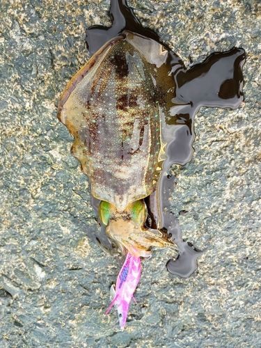 アオリイカの釣果
