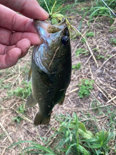 ライギョの釣果