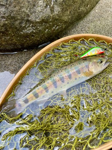 ヤマメの釣果