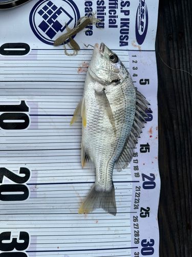 キビレの釣果