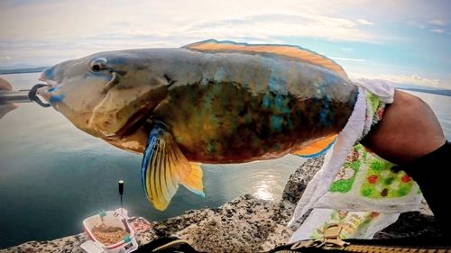 ヒブダイの釣果