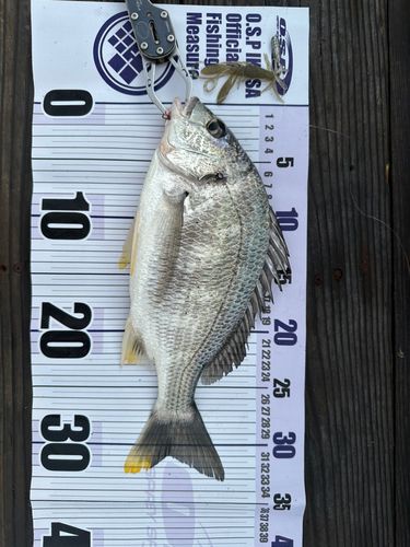 キビレの釣果