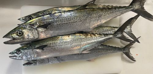 サゴシの釣果