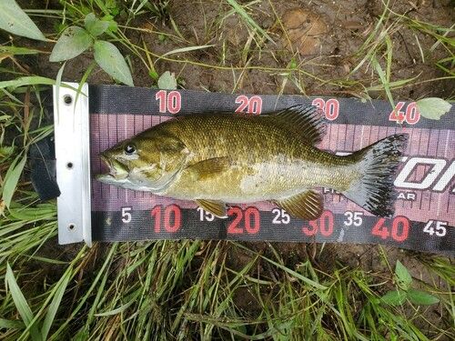 スモールマウスバスの釣果
