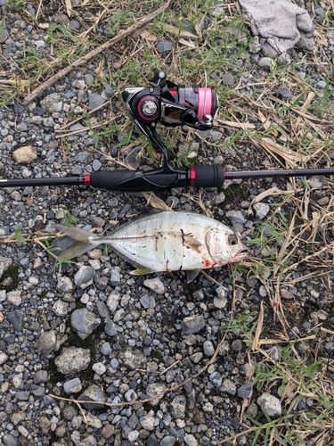 メッキの釣果