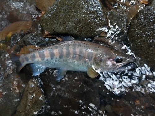 アマゴの釣果