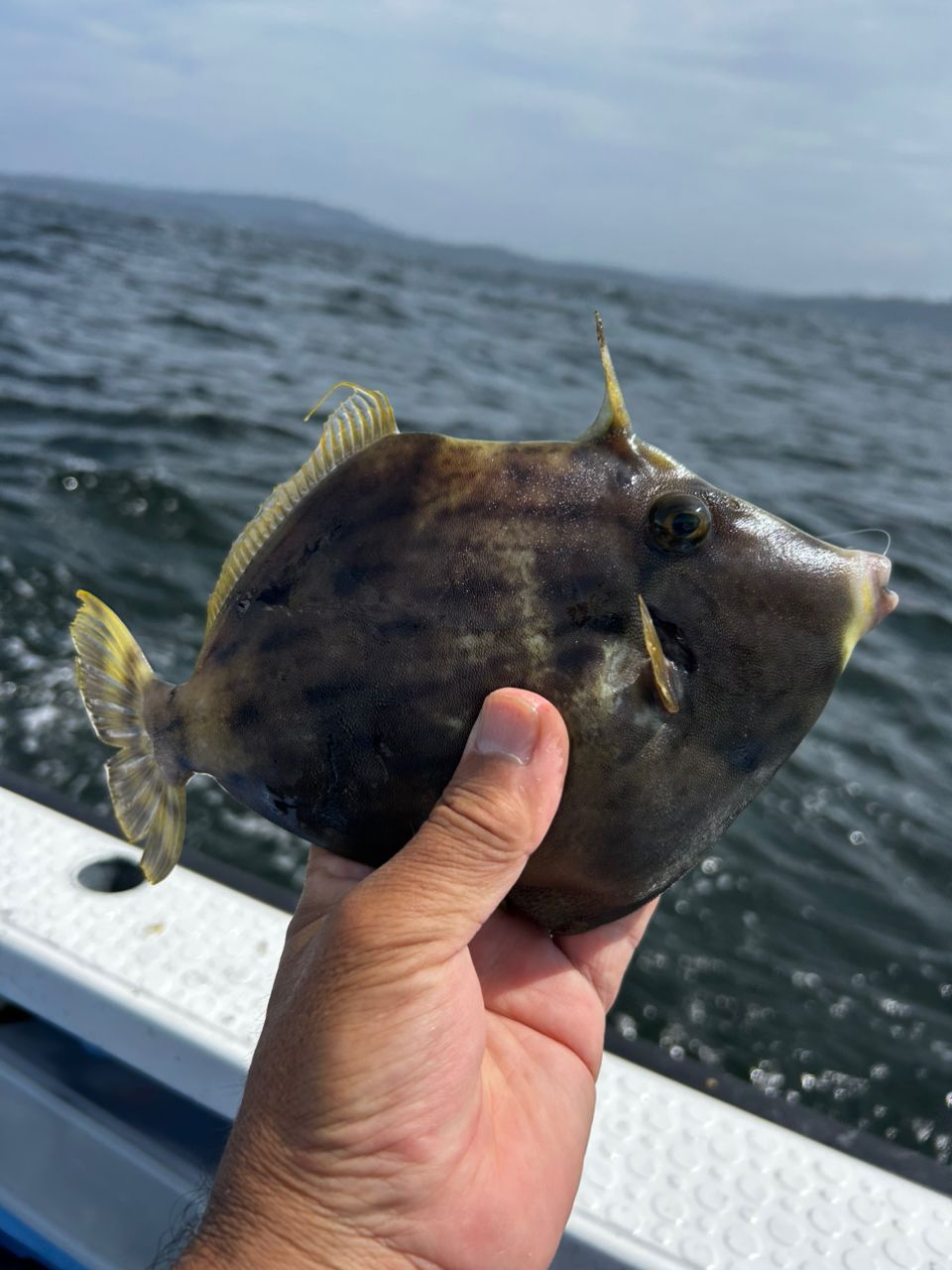まこちんゆーさんの釣果 2枚目の画像