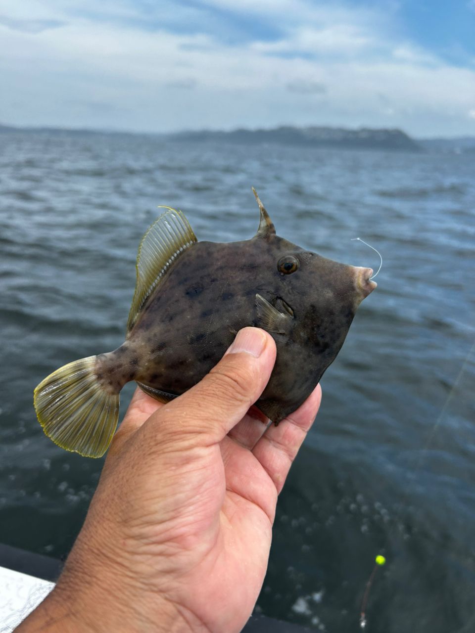 まこちんゆーさんの釣果 3枚目の画像