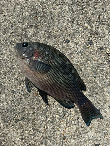 グレの釣果