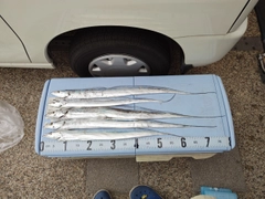 タチウオの釣果