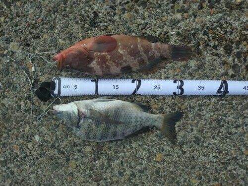 チヌの釣果