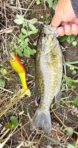スモールマウスバスの釣果
