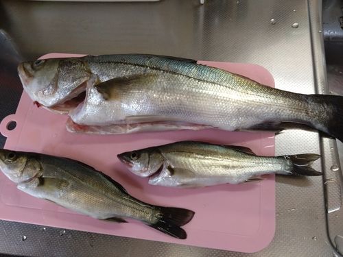 セイゴ（マルスズキ）の釣果
