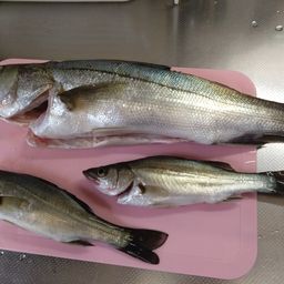 セイゴ（マルスズキ）