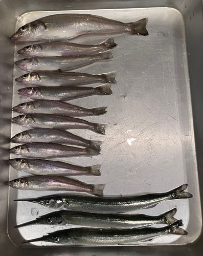 シロギスの釣果