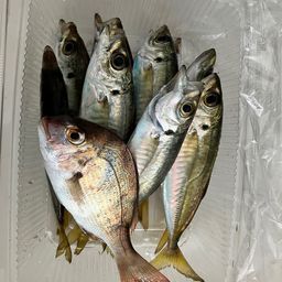 アジ