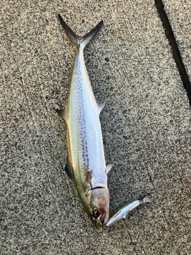サゴシの釣果