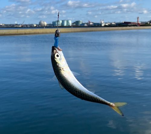 サバの釣果