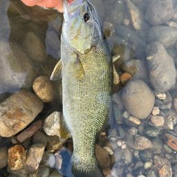 スモールマウスバス