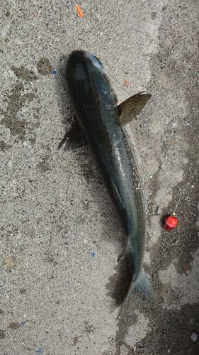 ハリセンボンの釣果