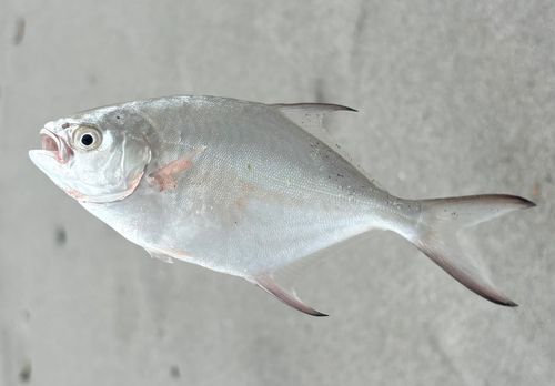 コバンアジの釣果