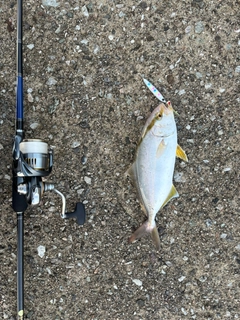 カンパチの釣果