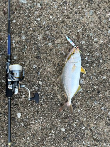 カンパチの釣果