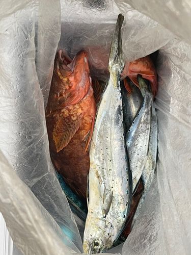 ショゴの釣果