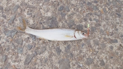 ウグイの釣果