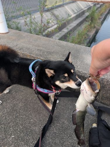 ナマズの釣果