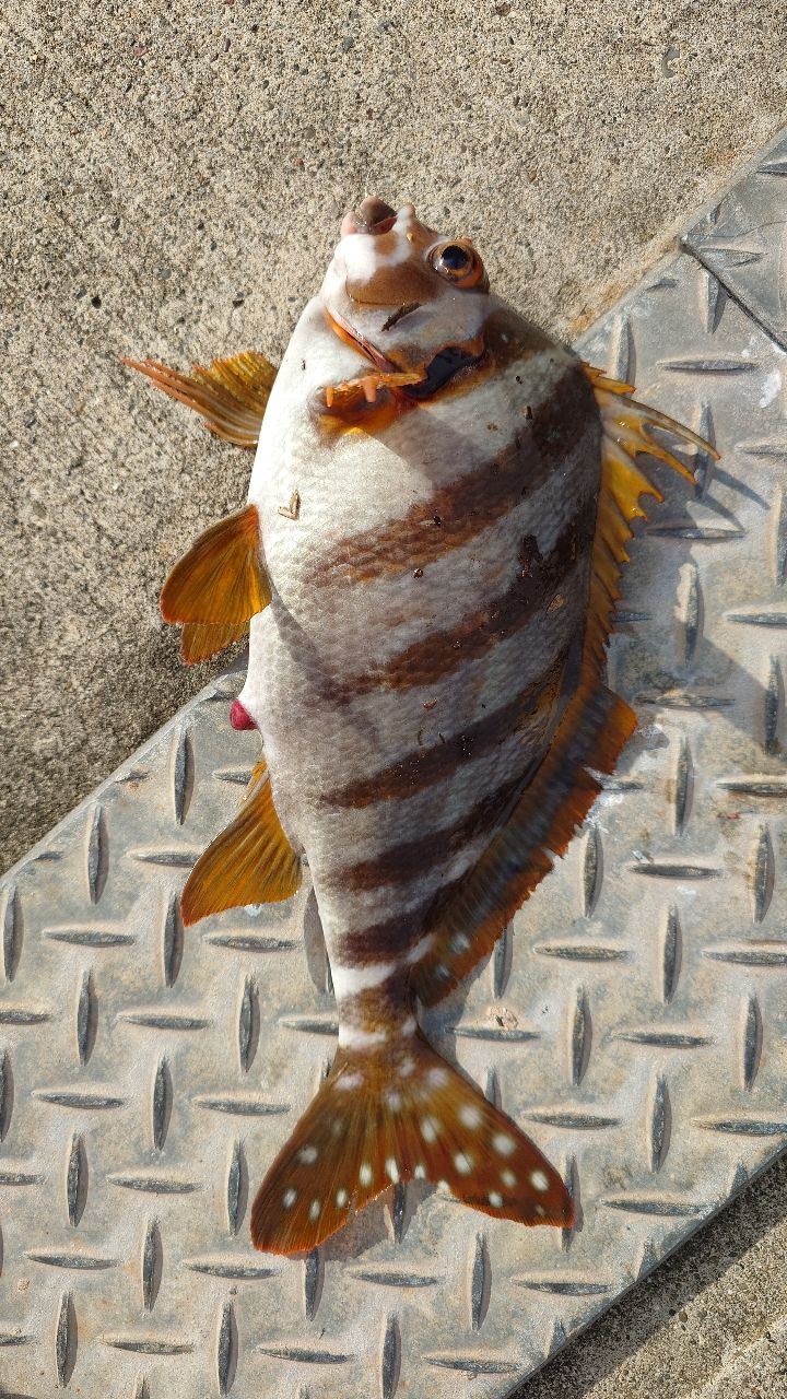 タカノハダイ
