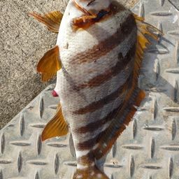 タカノハダイ