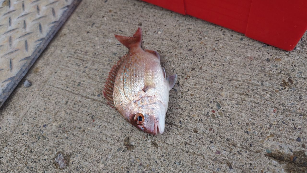 タカノハダイ