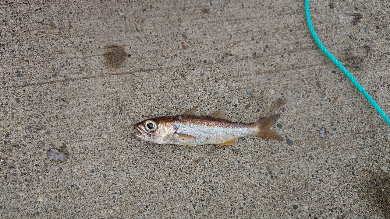 タカノハダイ