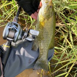 スモールマウスバス