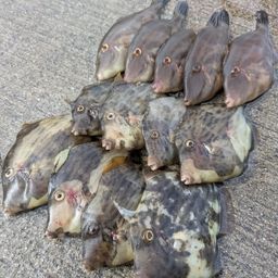 カワハギ