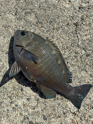 グレの釣果