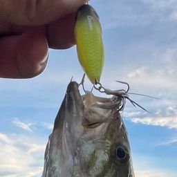 スモールマウスバス