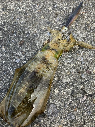 アオリイカの釣果